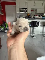 Frost, a female French Bulldog for sale in Miami, FL – 1 of 3