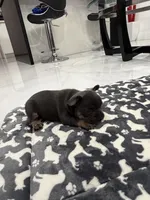 Batman, a male French Bulldog for sale in Miami, FL – 7 of 7