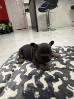 Batman, a male French Bulldog for sale in Miami, FL – 6 of 7