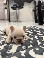 Snow, a female French Bulldog for sale in Miami, FL – 3 of 7