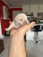 Snow, a female French Bulldog for sale in Miami, FL – 3 of 4