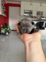 Mouse, a male French Bulldog for sale in Miami, FL – 5 of 5