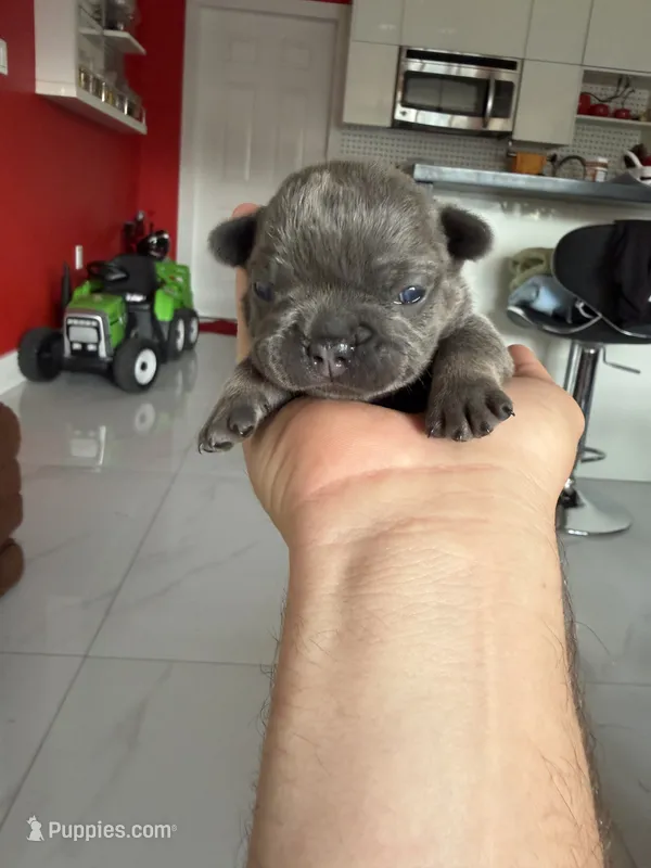 Mouse – French Bulldog puppy for sale in Miami, FL