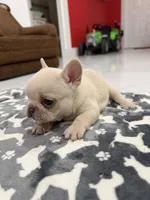 Snow, a female French Bulldog for sale in Miami, FL – 6 of 7