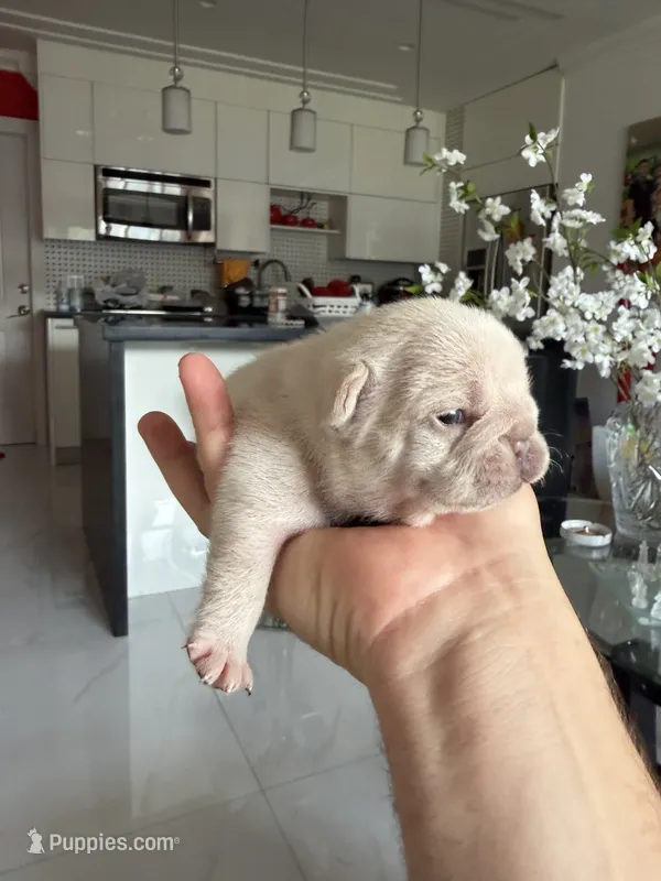 Snow – French Bulldog puppy for sale in Miami, FL