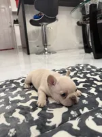 Snow, a female French Bulldog for sale in Miami, FL – 2 of 7