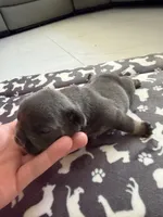 Biggie, a male French Bulldog for sale in Miami, FL – 2 of 4