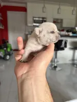 Frost, a female French Bulldog for sale in Miami, FL – 2 of 3