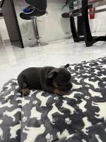 Batman, a male French Bulldog for sale in Miami, FL – 2 of 7
