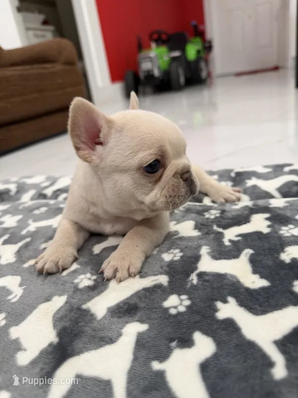 Snow – French Bulldog puppy for sale in Miami, FL
