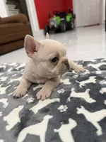 Snow, a female French Bulldog for sale in Miami, FL – 1 of 7