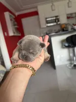 Blueprint , a male French Bulldog for sale in Miami, FL – 5 of 6