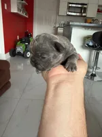 Mouse, a male French Bulldog for sale in Miami, FL – 4 of 5