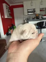 Snow, a female French Bulldog for sale in Miami, FL – 4 of 4