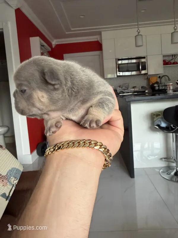 Blueprint  – French Bulldog puppy for sale in Miami, FL