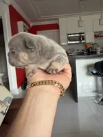 Blueprint , a male French Bulldog for sale in Miami, FL – 1 of 6