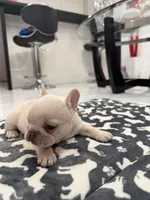 Snow, a female French Bulldog for sale in Miami, FL – 7 of 7