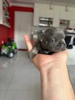 Mouse, a male French Bulldog for sale in Miami, FL – 2 of 5
