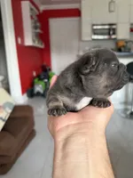 Biggie, a male French Bulldog for sale in Miami, FL – 3 of 4
