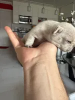 Frost, a female French Bulldog for sale in Miami, FL – 3 of 3