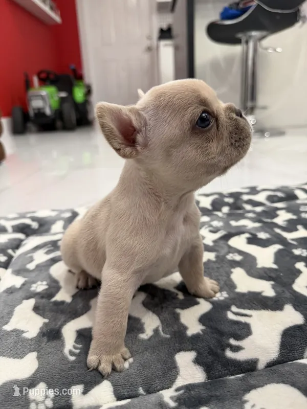 Frost – French Bulldog puppy for sale in Miami, FL