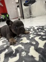 Batman, a male French Bulldog for sale in Miami, FL – 3 of 7