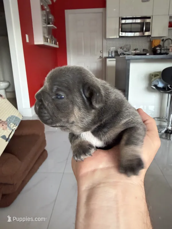 Biggie – French Bulldog puppy for sale in Miami, FL