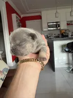 Blueprint , a male French Bulldog for sale in Miami, FL – 4 of 6