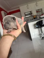 Blueprint , a male French Bulldog for sale in Miami, FL – 6 of 6