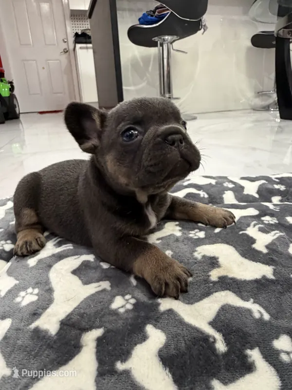 Biggie – French Bulldog puppy for sale in Miami, FL