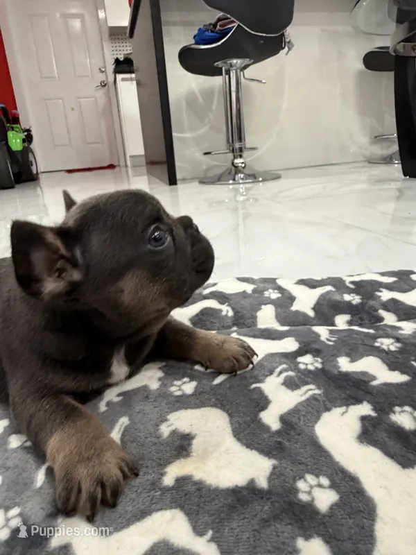 Batman – French Bulldog puppy for sale in Miami, FL