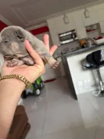 Blueprint , a male French Bulldog for sale in Miami, FL – 3 of 6