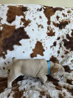 Light blue, a female French Bulldog for sale in Peyton, CO – 6 of 6