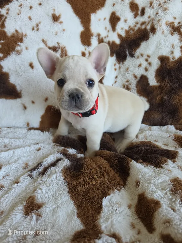 Red – French Bulldog puppy for sale in Peyton, CO