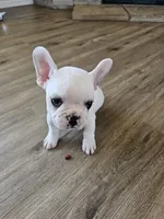 processed/f56805dc-7b95-4e7a-af13-fcd77d5dd882/listing/158930c4-a7f1-4959-8982-e7ef89c71a46/3fda91dd-4f8f-491d-8a52-07054dd3344a