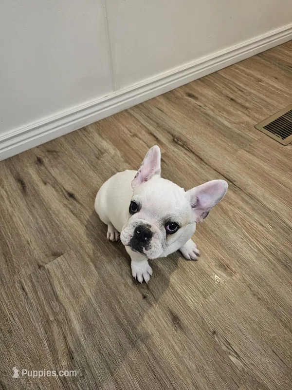 Guapo – French Bulldog puppy for sale in Peyton, CO