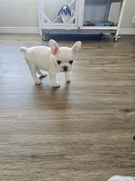 processed/f56805dc-7b95-4e7a-af13-fcd77d5dd882/listing/158930c4-a7f1-4959-8982-e7ef89c71a46/f6e94921-5c4e-4833-b762-ea1181472517