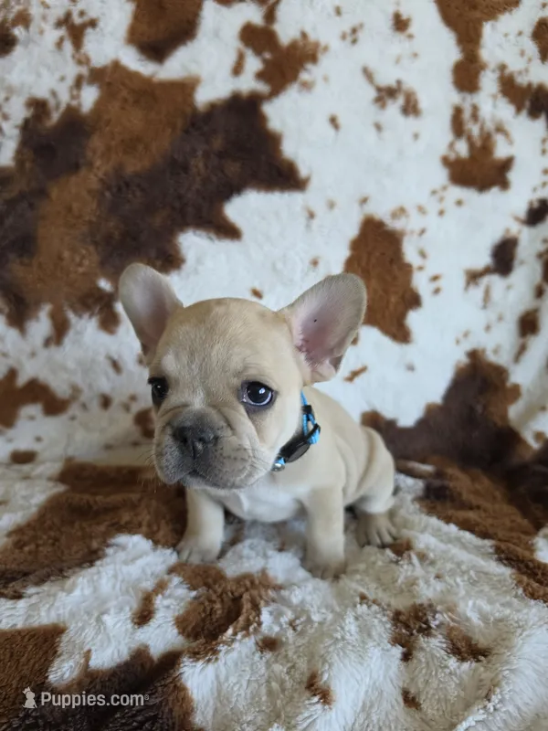 Light blue – French Bulldog puppy for sale in Peyton, CO