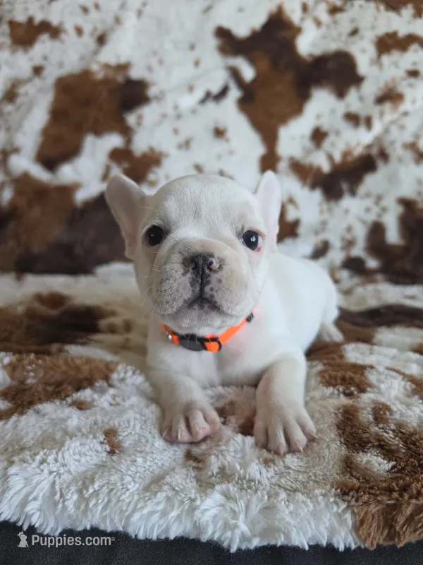 Orange – French Bulldog puppy for sale in Peyton, CO