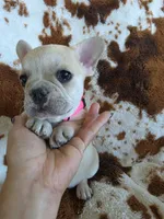 Pink, a female French Bulldog for sale in Peyton, CO – 1 of 4