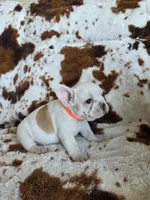 Orange, a male French Bulldog for sale in Peyton, CO – 2 of 5