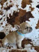 Light blue, a female French Bulldog for sale in Peyton, CO – 5 of 6
