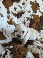 Red, a male French Bulldog for sale in Peyton, CO – 3 of 4