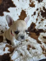 Pink, a female French Bulldog for sale in Peyton, CO – 2 of 4