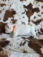 Orange, a male French Bulldog for sale in Peyton, CO – 4 of 5