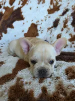 Blue, a male French Bulldog for sale in Peyton, CO – 4 of 4