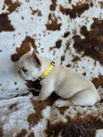 Yellow, a male French Bulldog for sale in Peyton, CO – 2 of 5