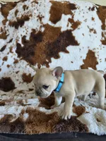 Light blue, a female French Bulldog for sale in Peyton, CO – 4 of 6