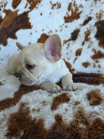 Blue, a male French Bulldog for sale in Peyton, CO – 2 of 4