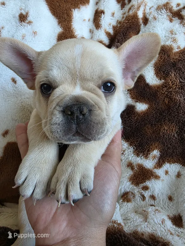 Blue – French Bulldog puppy for sale in Peyton, CO